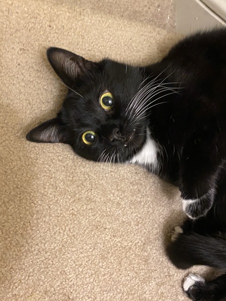 Entry image for Lucky. Clicking this image will show a larger photo