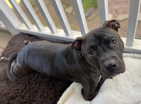 Entry image for Rex. Clicking this image will show a larger photo