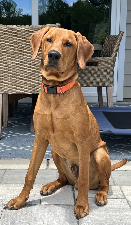 Entry image for Mo. Clicking this image will show a larger photo