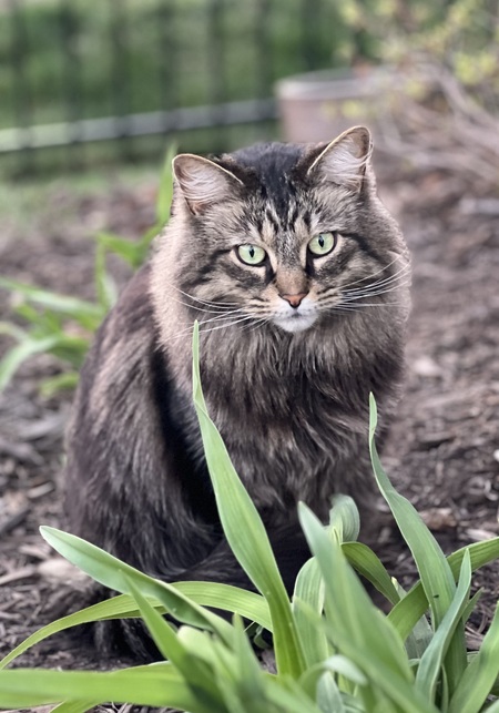 Entry image for Frady. Clicking this image will show a larger photo