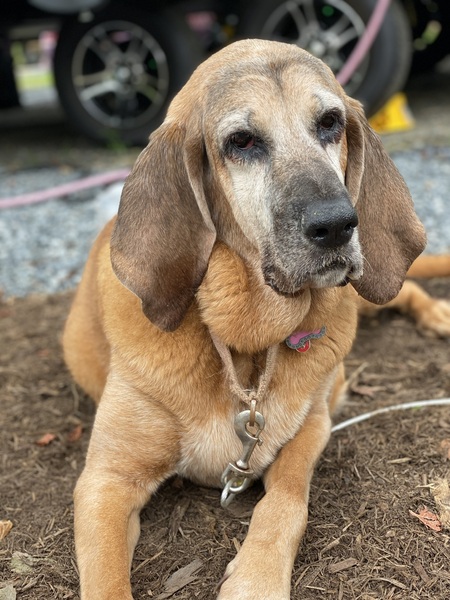 Entry image for Ellie Mae. Clicking this image will show a larger photo