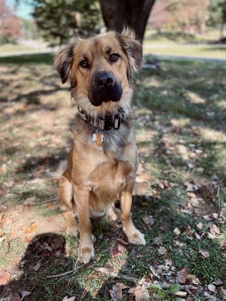 Maverick
