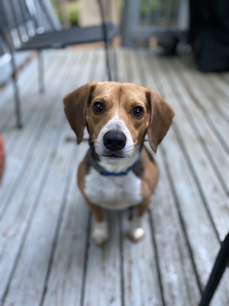 Entry image for Cleddus . Clicking this image will show a larger photo