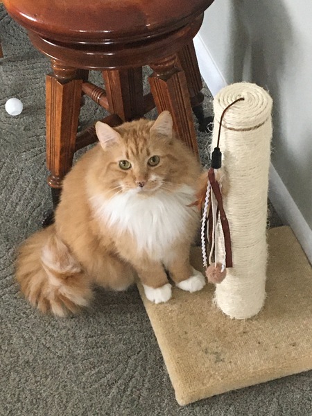 Entry image for Artemis . Clicking this image will show a larger photo