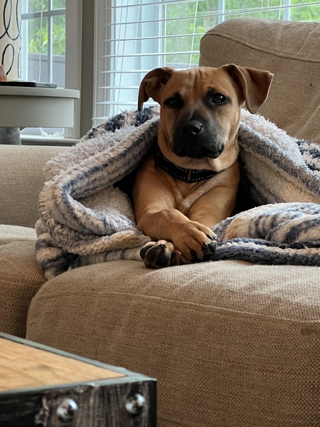 Entry image for Dexter. Clicking this image will show a larger photo