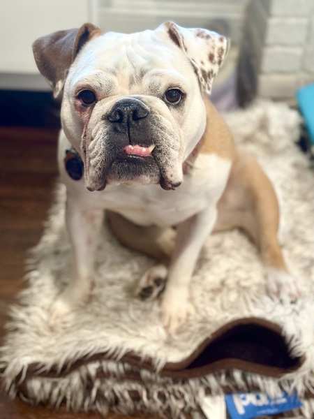 Entry image for Pookie . Clicking this image will show a larger photo