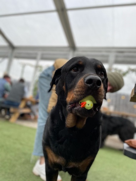 Entry image for Sheba. Clicking this image will show a larger photo