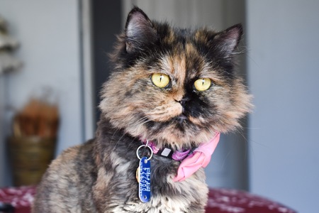 Entry image for Dina. Clicking this image will show a larger photo