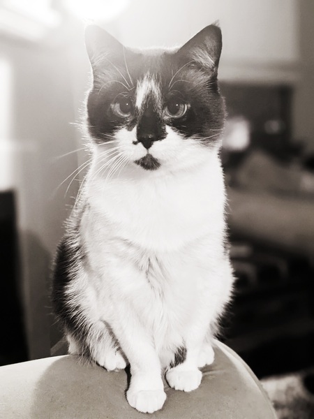 Entry image for Fat Panda. Clicking this image will show a larger photo