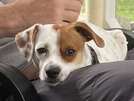 Entry image for Tico . Clicking this image will show a larger photo