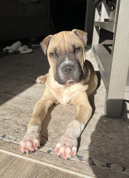 Entry image for Winston. Clicking this image will show a larger photo