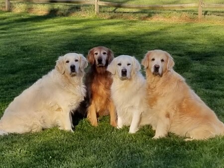Entry image for Orion, Skye, Stormy and Brooke . Clicking this image will show a larger photo