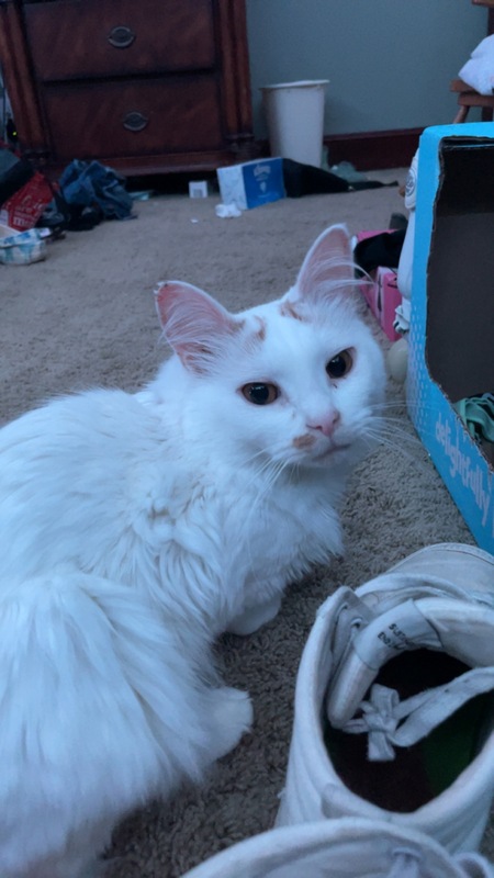 Entry image for butterscotch . Clicking this image will show a larger photo