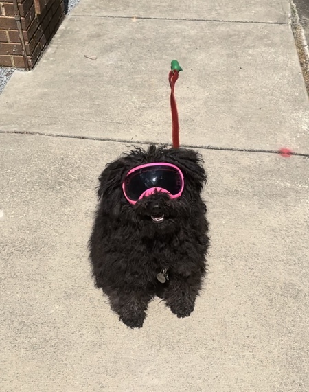 Entry image for Pepper. Clicking this image will show a larger photo