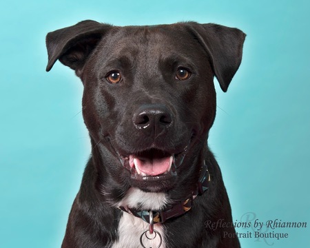 Entry image for Huxley. Clicking this image will show a larger photo