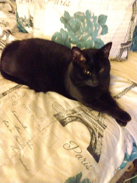 Entry image for Tsha-Tshalla. Clicking this image will show a larger photo