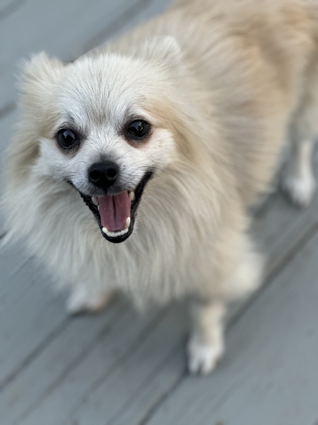 Entry image for Louie. Clicking this image will show a larger photo