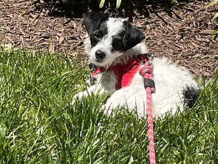 Entry image for Hazel. Clicking this image will show a larger photo