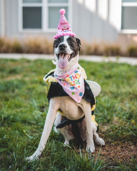 Entry image for Bentley. Clicking this image will show a larger photo