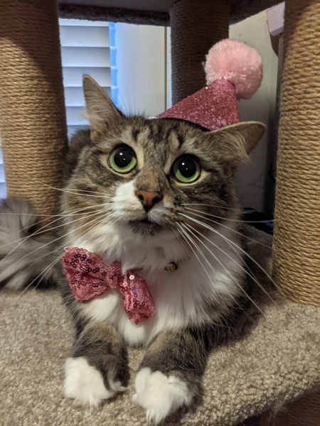 Entry image for Chalupa Batman. Clicking this image will show a larger photo