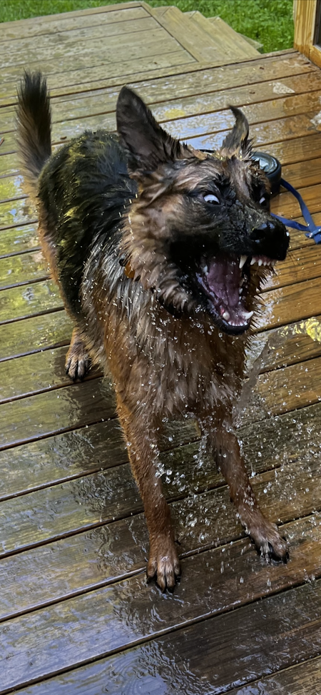 Entry image for Cosmo. Clicking this image will show a larger photo