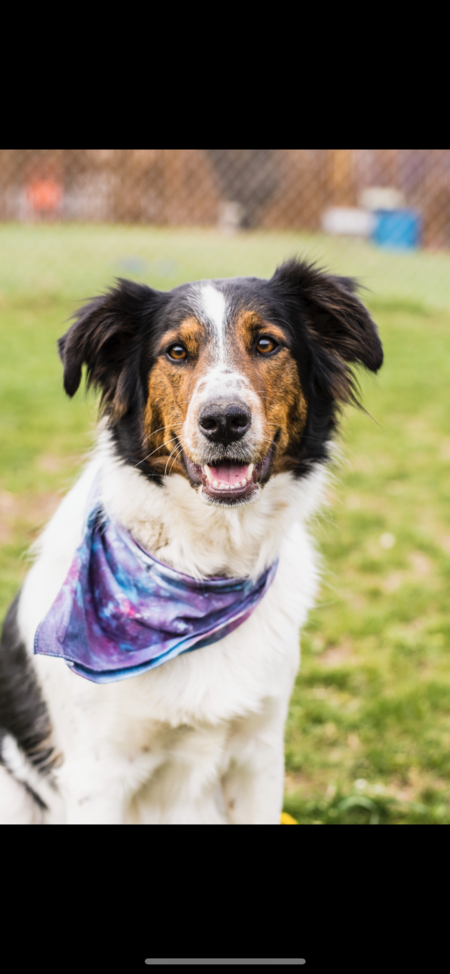 Entry image for Duke . Clicking this image will show a larger photo