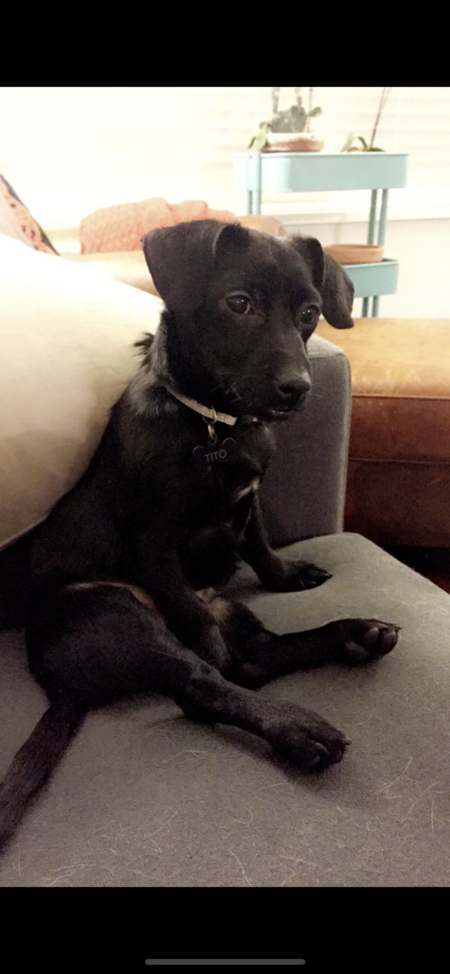 Entry image for Tito. Clicking this image will show a larger photo