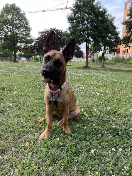 Entry image for Xena. Clicking this image will show a larger photo