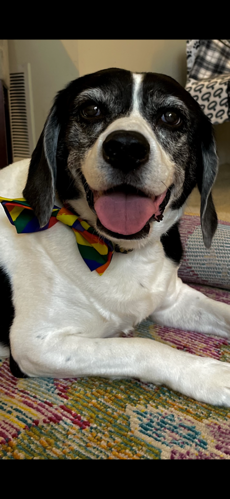 Entry image for Vinnie. Clicking this image will show a larger photo