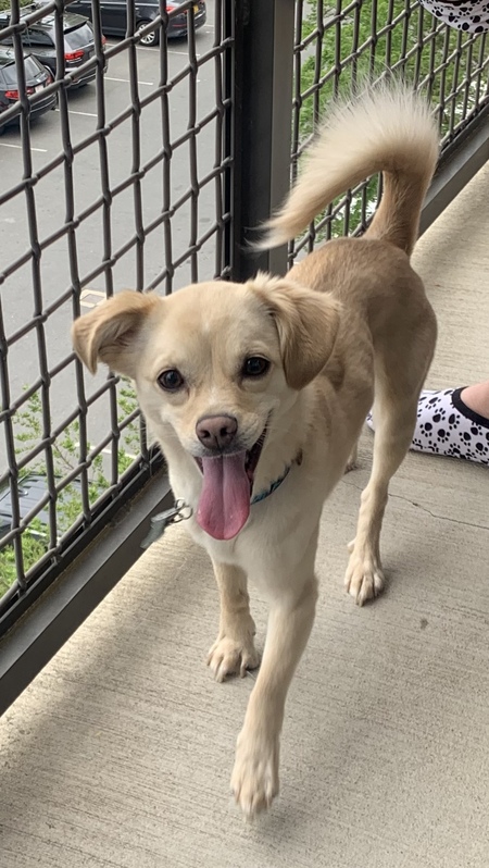 Entry image for Marley. Clicking this image will show a larger photo