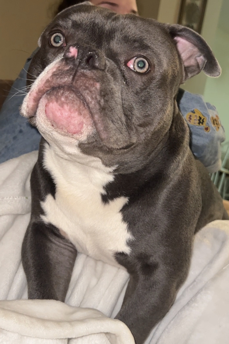 Entry image for Bambam . Clicking this image will show a larger photo