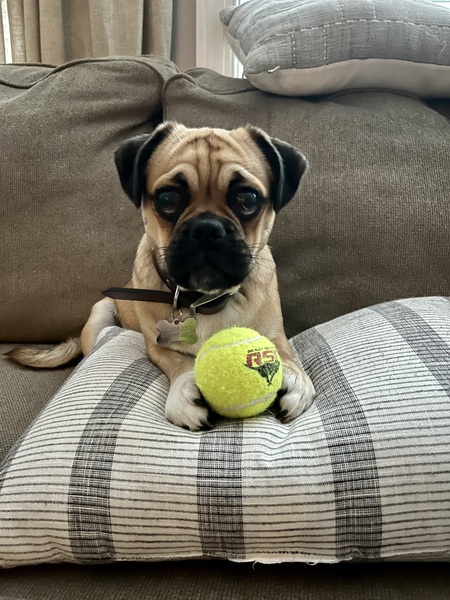 Entry image for Elvis. Clicking this image will show a larger photo