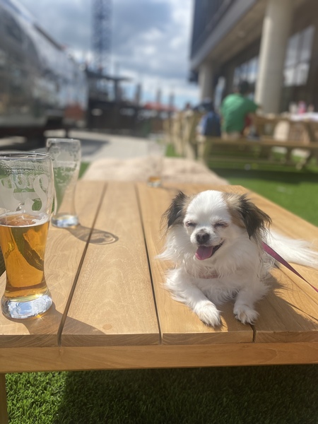 Entry image for Mia. Clicking this image will show a larger photo