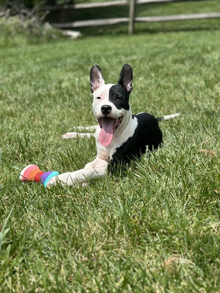 Entry image for Remy. Clicking this image will show a larger photo