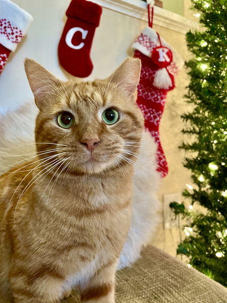 Entry image for Chester “Cheesy Mac” Finnegan. Clicking this image will show a larger photo