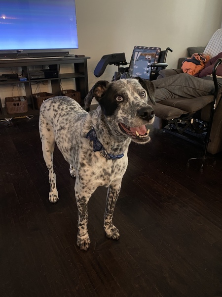 Entry image for Wyatt (aka Mr. Speckles). Clicking this image will show a larger photo