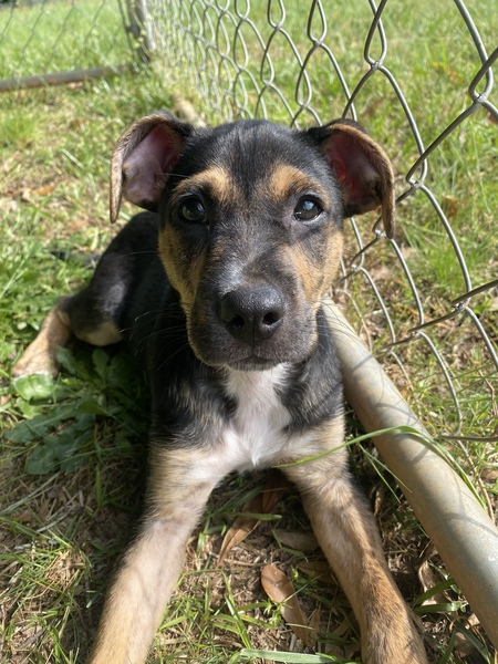 Entry image for Dudley. Clicking this image will show a larger photo