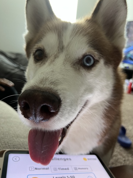 Entry image for Krypto. Clicking this image will show a larger photo