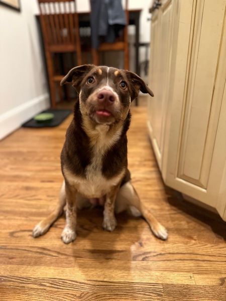 Entry image for Penny. Clicking this image will show a larger photo