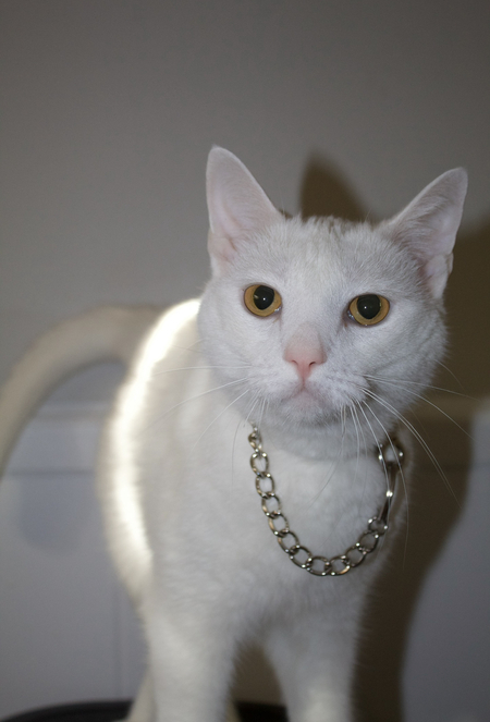 Entry image for Paul Blart. Clicking this image will show a larger photo