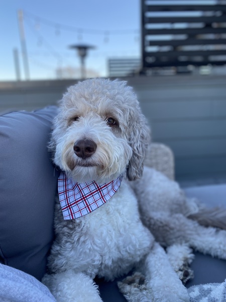 Entry image for Charlie. Clicking this image will show a larger photo