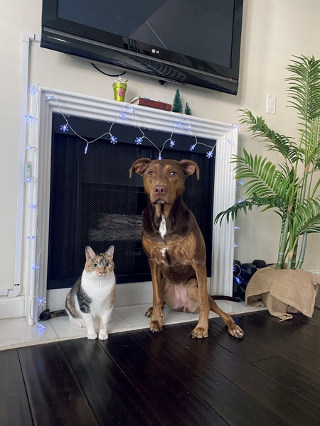 Entry image for Mija and Canela. Clicking this image will show a larger photo