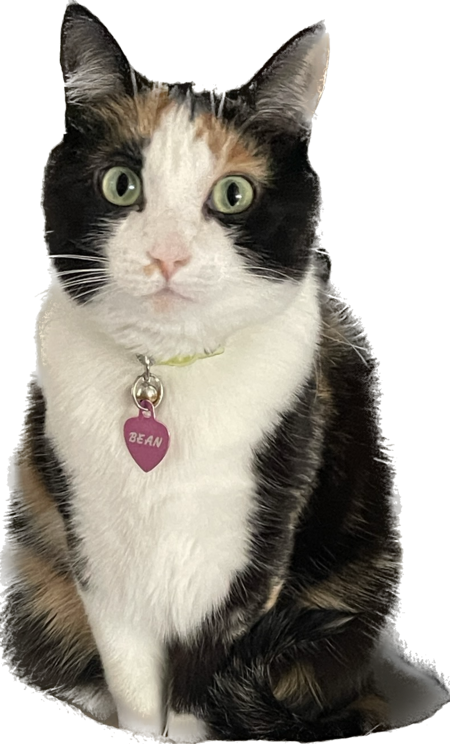 Entry image for Bean. Clicking this image will show a larger photo