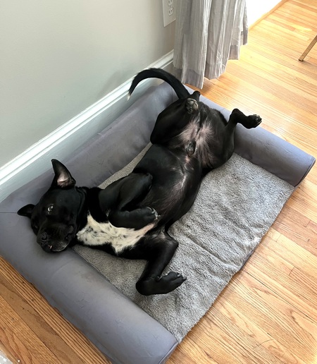 Entry image for Loki . Clicking this image will show a larger photo