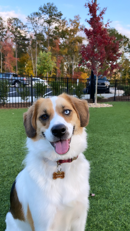 Aspen