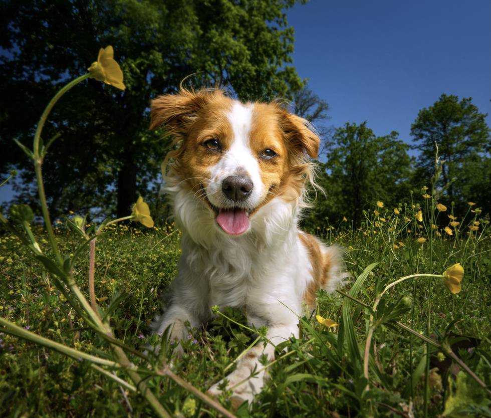 Vote for Nala | 2024 #SAVEFURSYTH Pet Calendar Contest