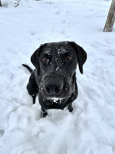 Bindi