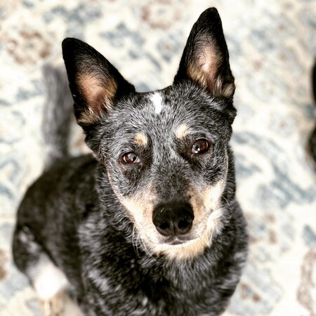 Zuko