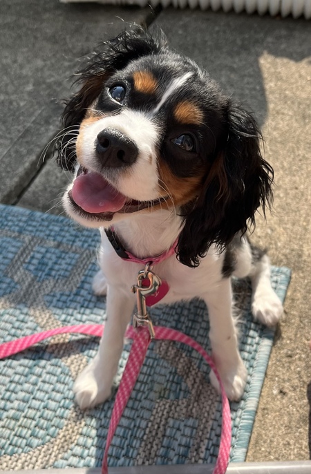 Izzy