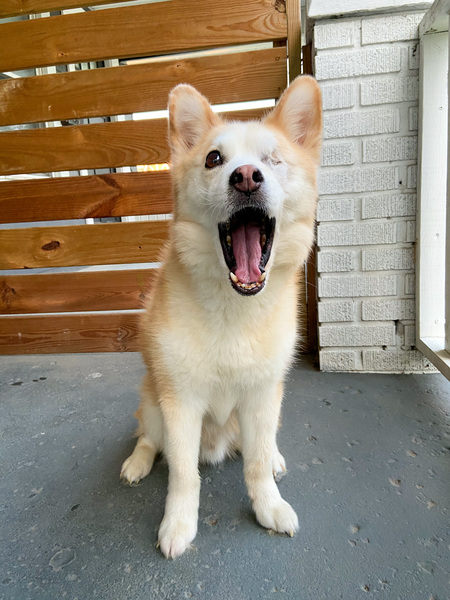 Ollie